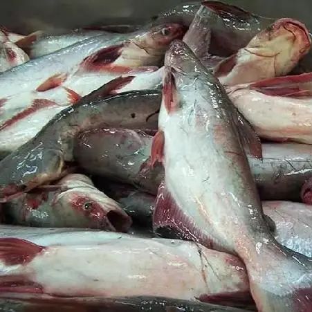 深加工巴沙鱼产品将为越南带来更多出口收益